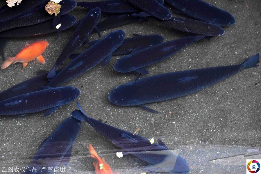 8x8x海外华人永久免费