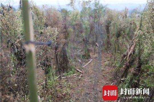 大地资源7页