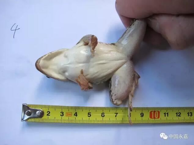 翁虹拍三级