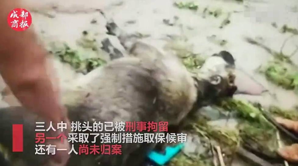 干逼软件