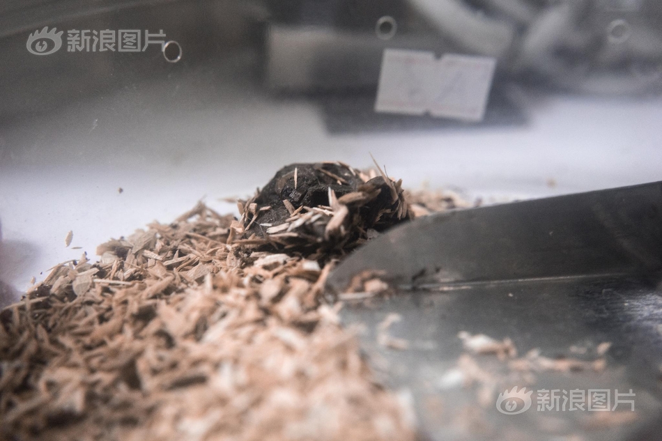 网 红 做爱 影片