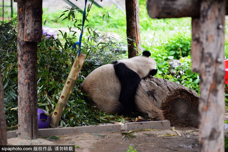 阳光草场一般藏宝图怎样组成?