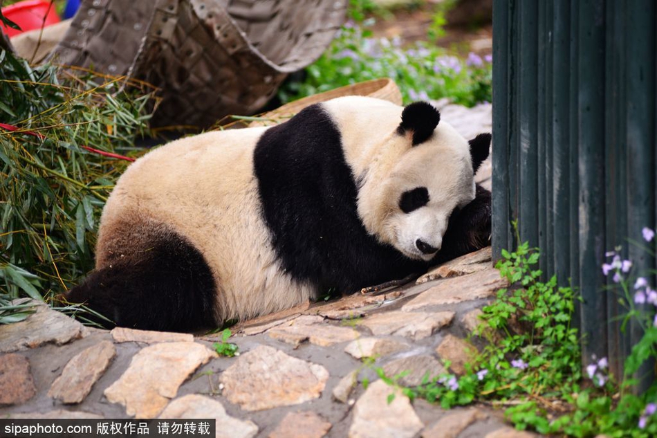 搜狐医药 | 从腋窝植入假体，内窥镜隆乳更适合黄种人