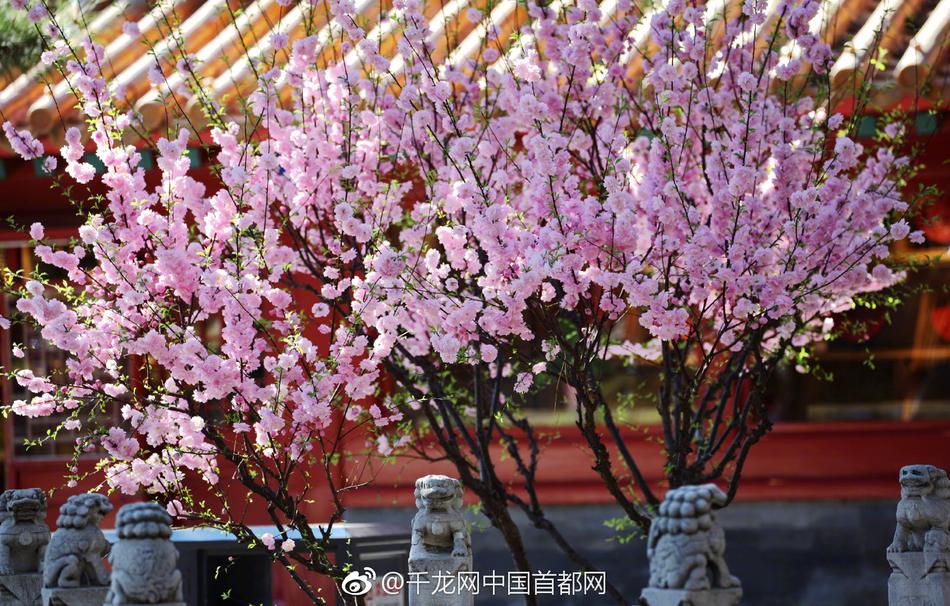 妓女一级黄片