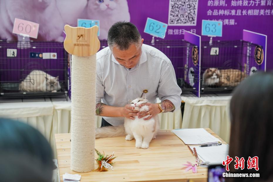 黑人黑大吊性愛东京热