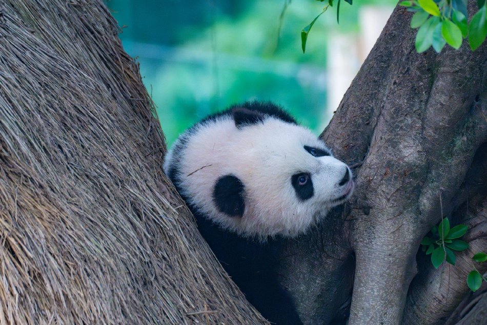 孟子义胸压桌子是第几期