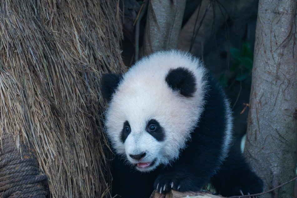 尹人香蕉
