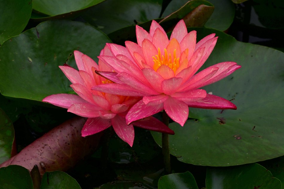 青草直播