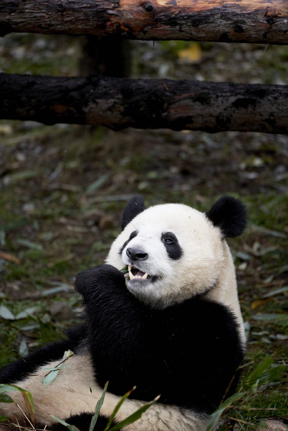 免费 黄色 网站 下载