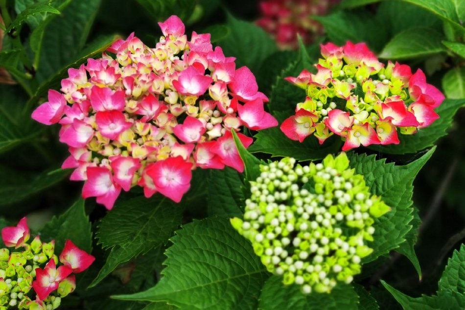 艳照张柏芝XXXHDXXX