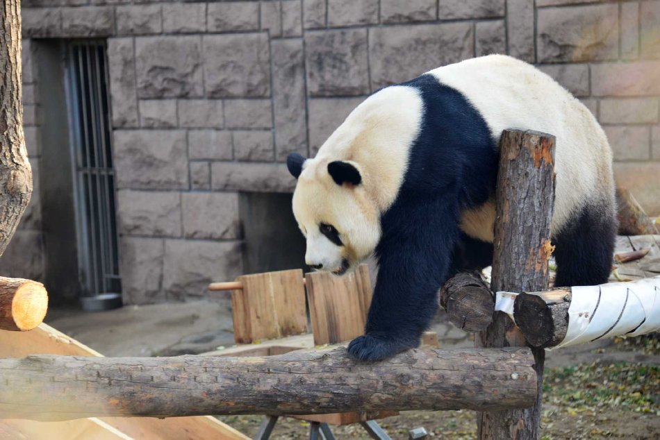 小黄书网站