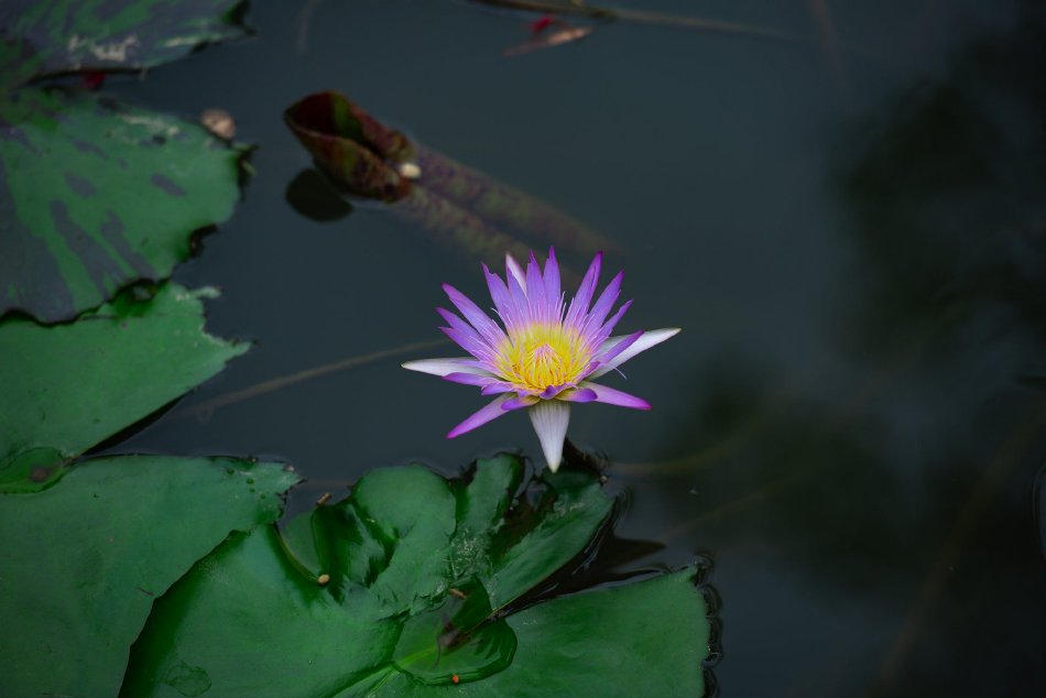 小熊實況主