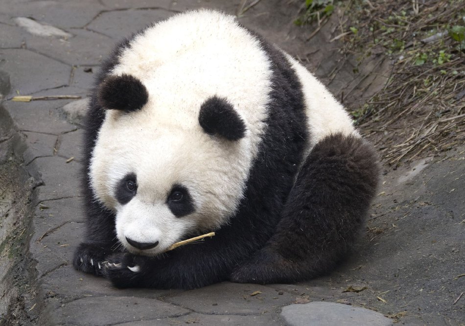 中国裸体模特Vidossex