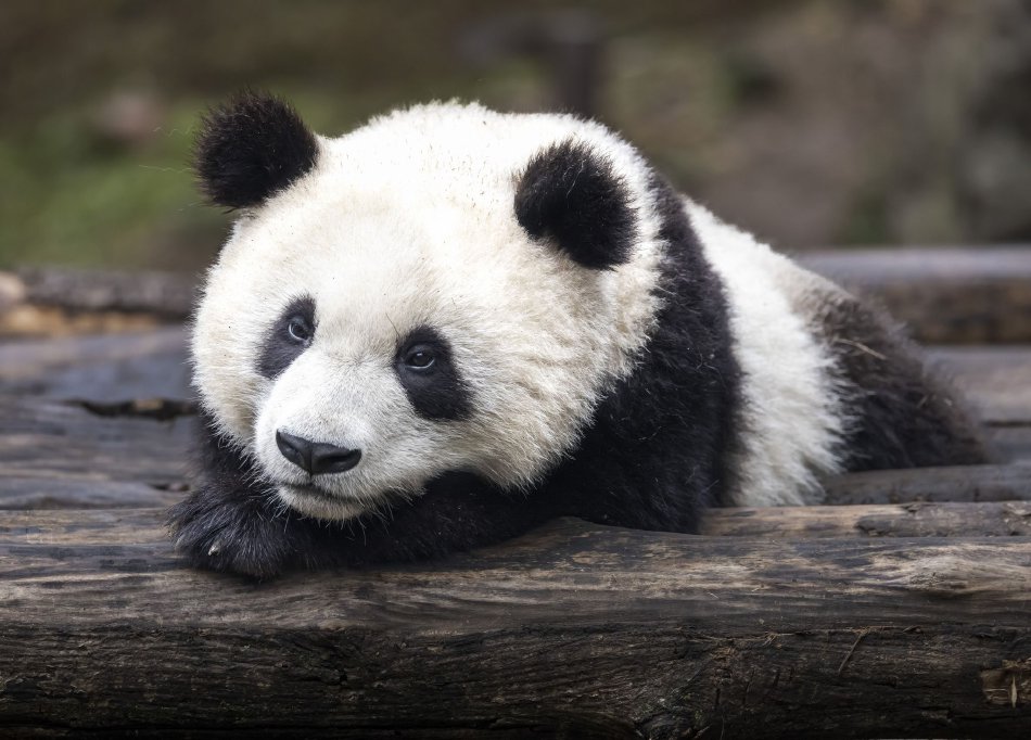无码网站爱爱