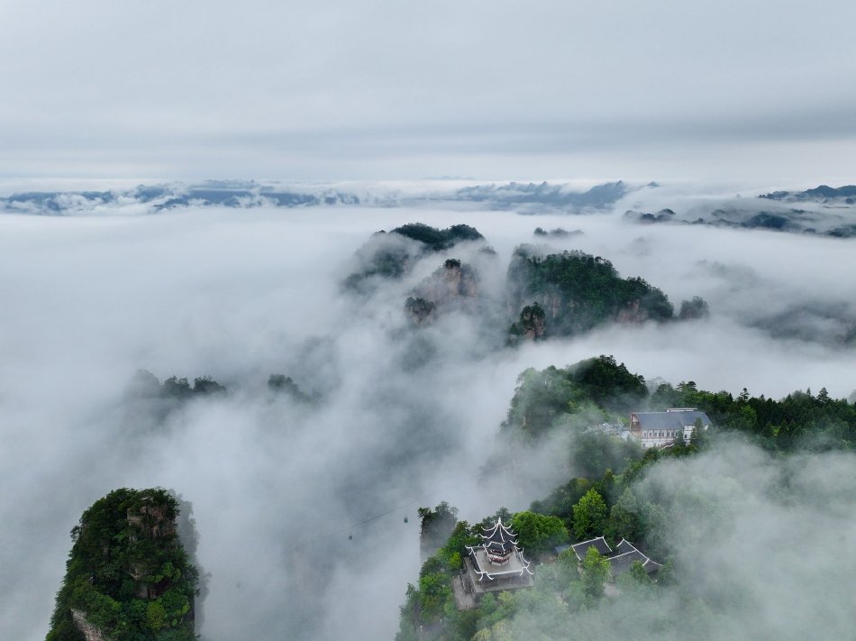 张柏芝一级露下面毛
