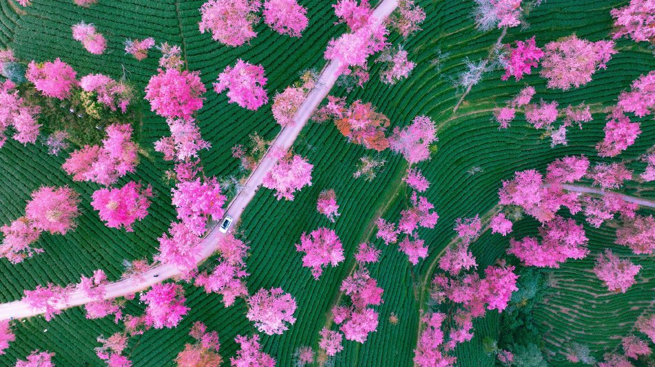 日本黄漫