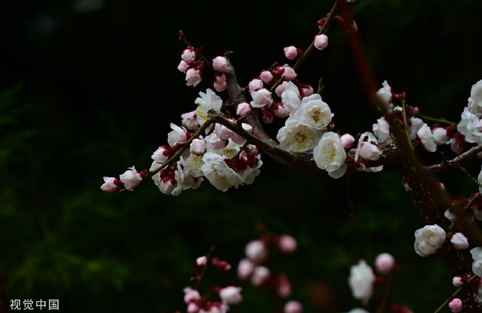 吉冈里帆