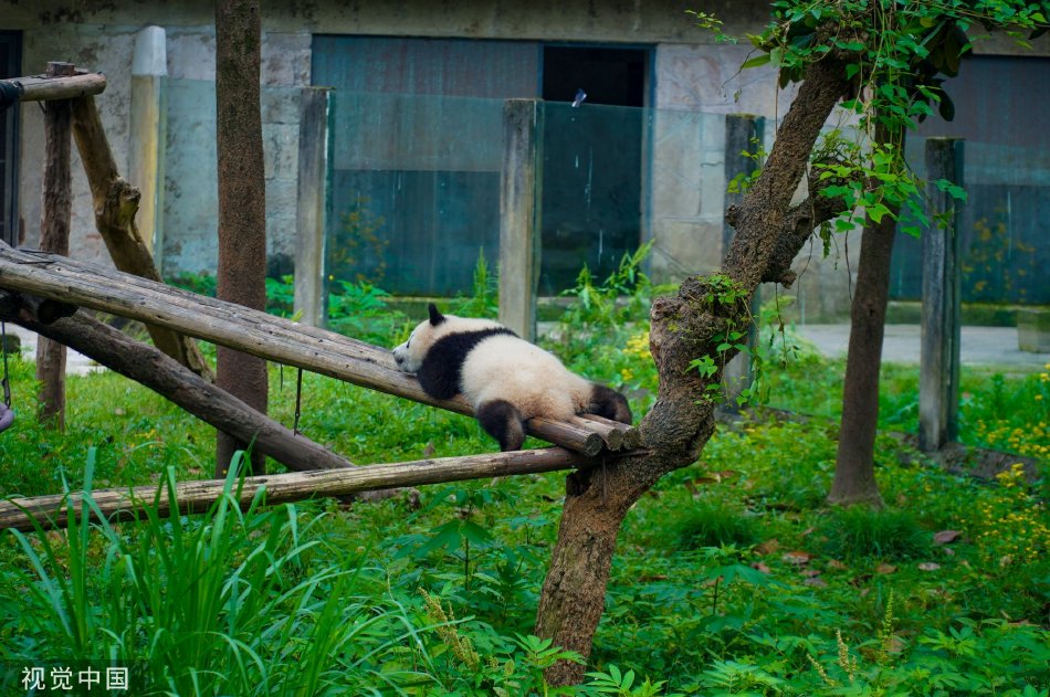 李丽珍无码性爱在线观看