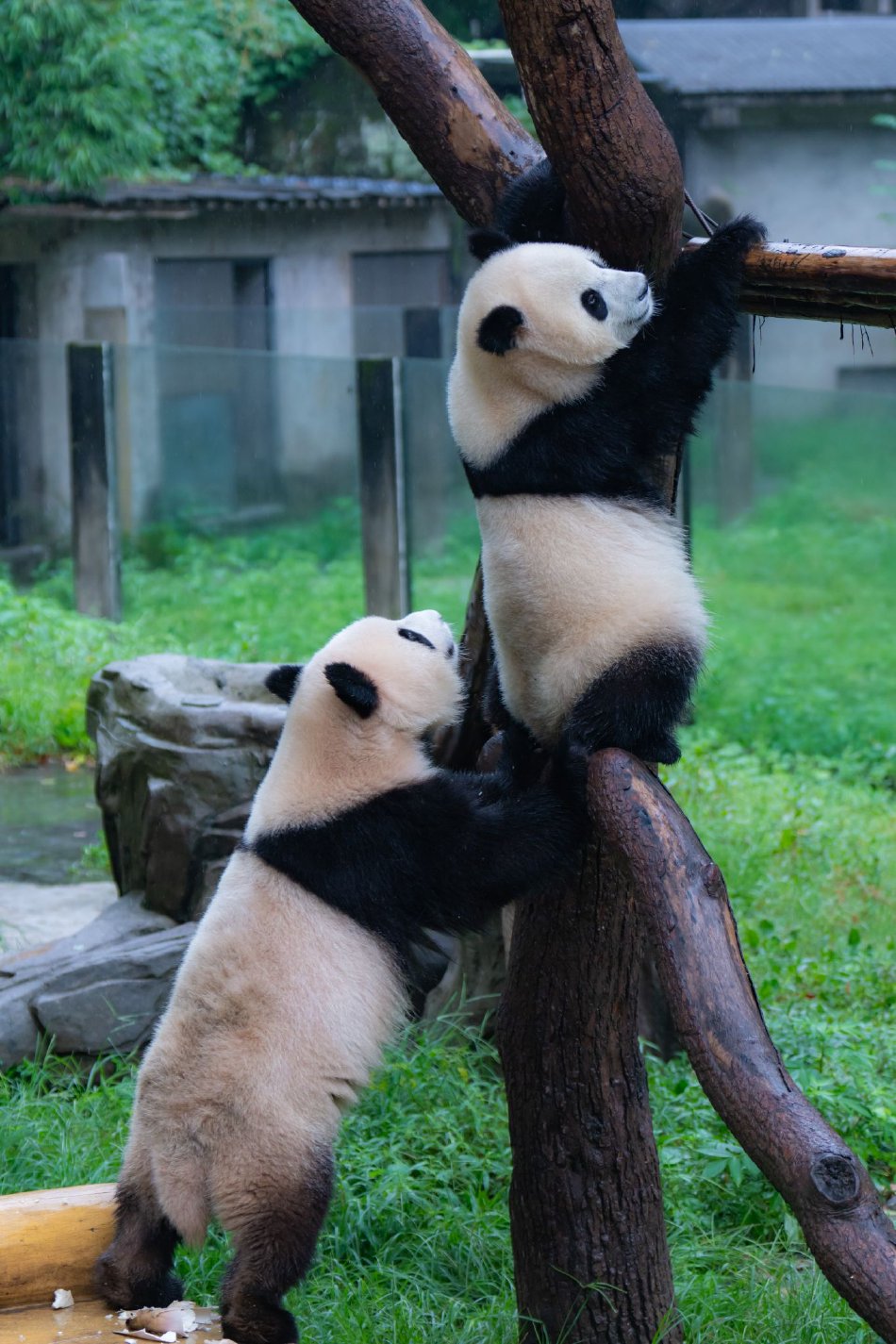 公翁吃胸 吮奶小玲