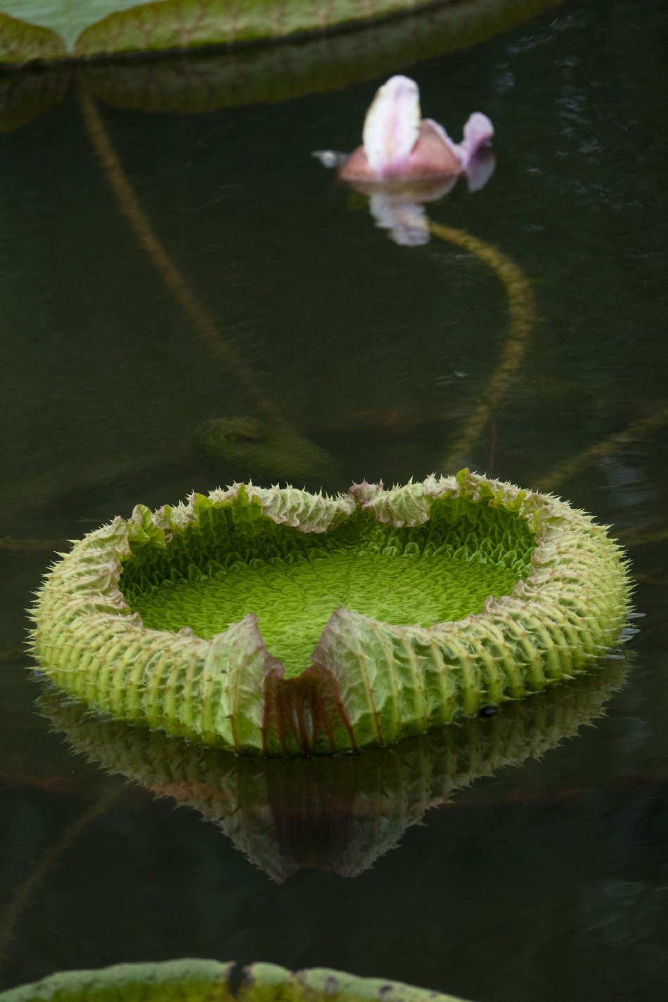 夫妻性生活黄色电影节