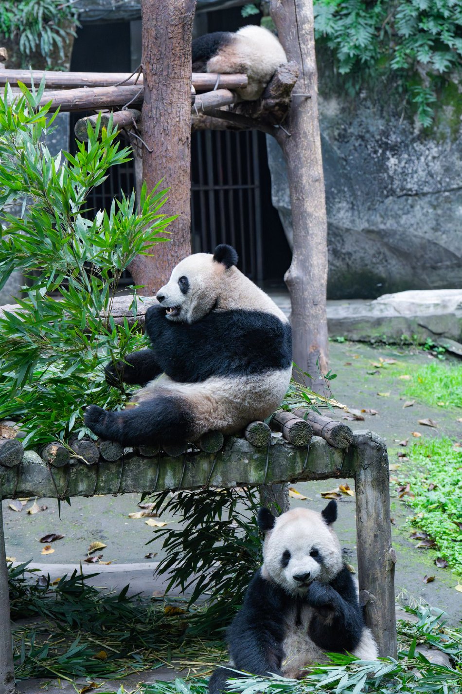 欧美性生活无码视频免费