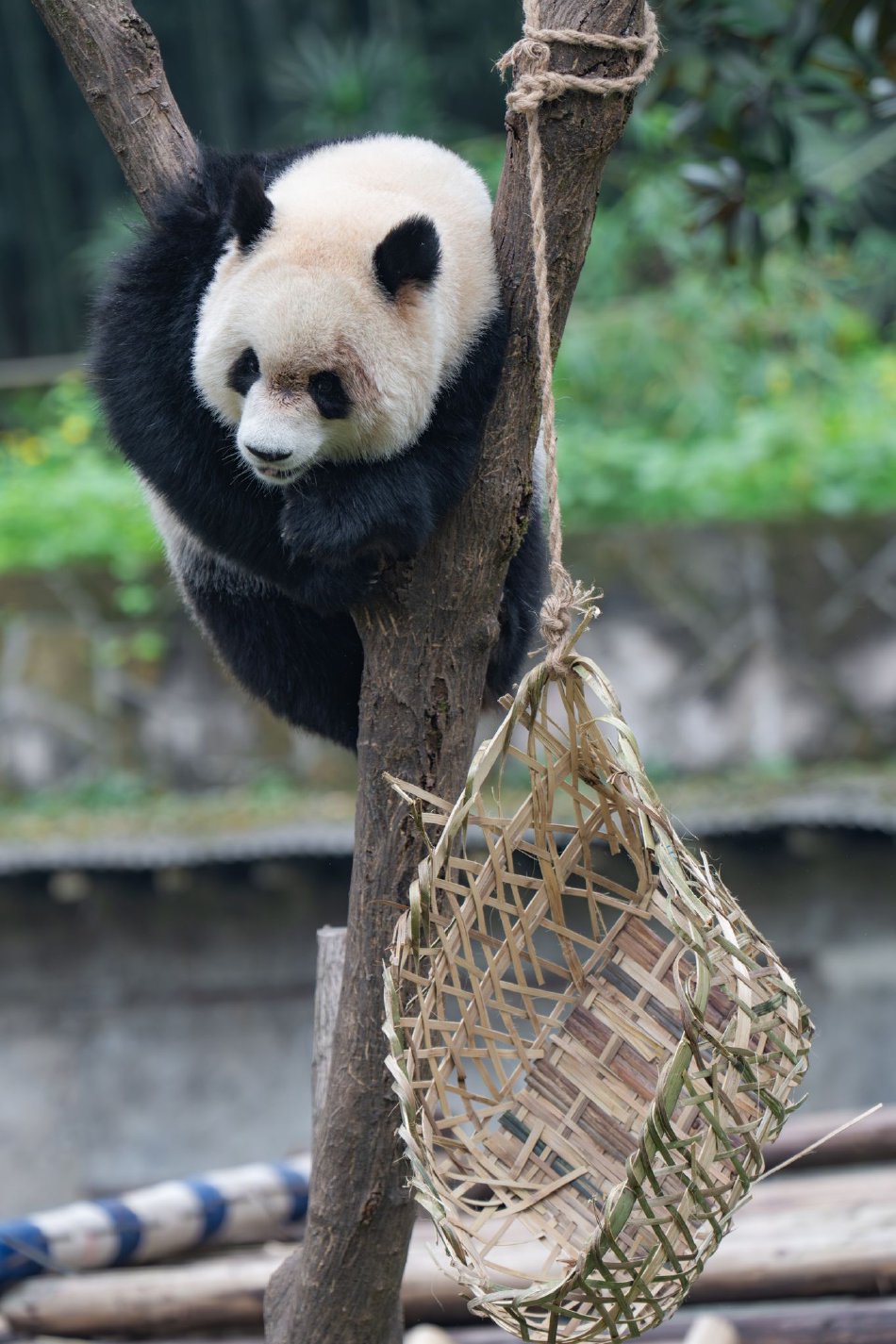 帅老头套射精视频