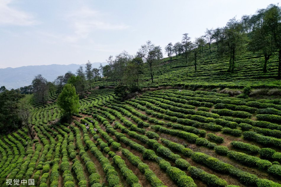 一级片a