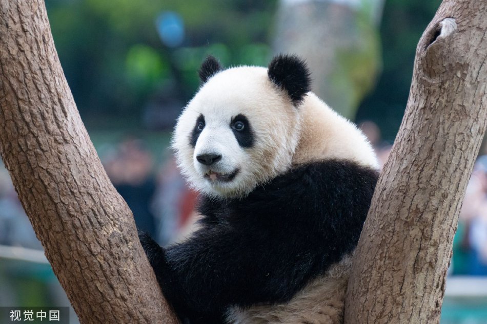 不卡无码性爱视频
