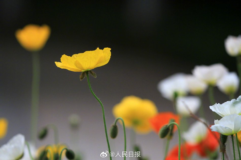 免费 观看 色情 片