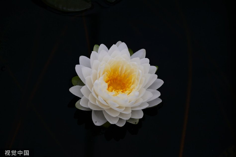 大伊香蕉