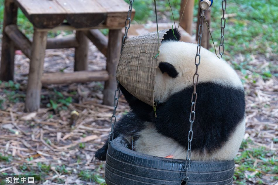 叶子楣三级露全乳电影