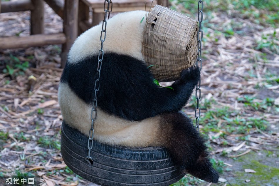 Zozo亚洲黄色片老太