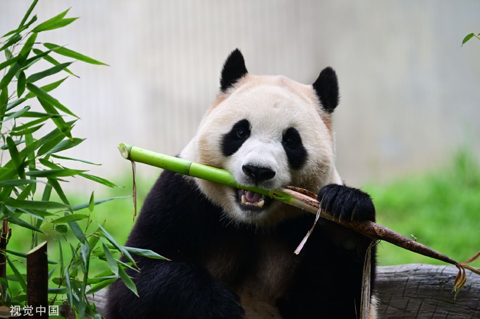 老师脱 让学生摸 小说