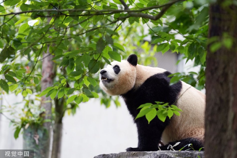欧美性爱A级片