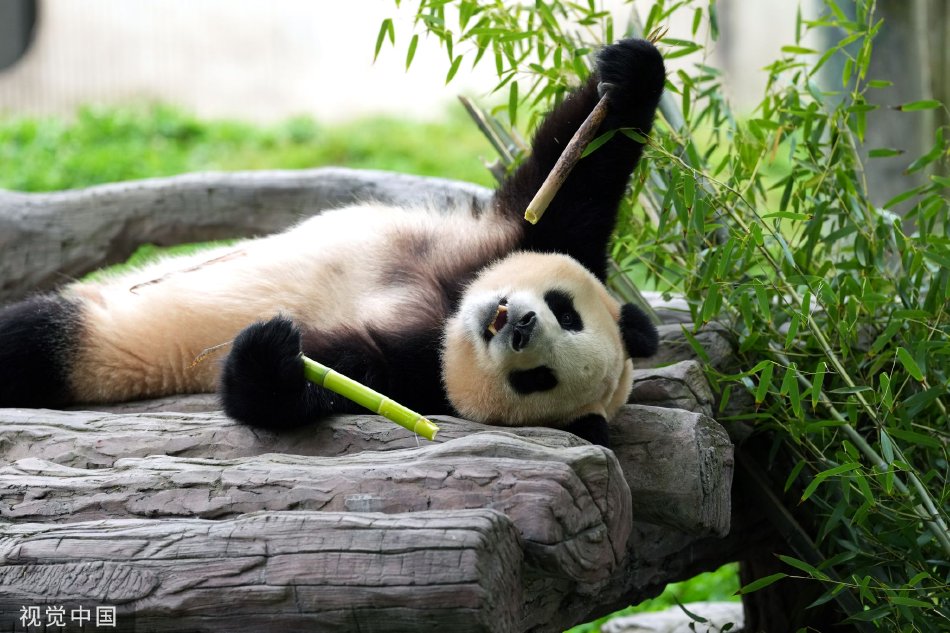 欧美牲交