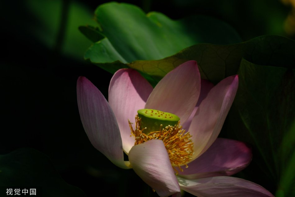 张柏芝三角区毛多