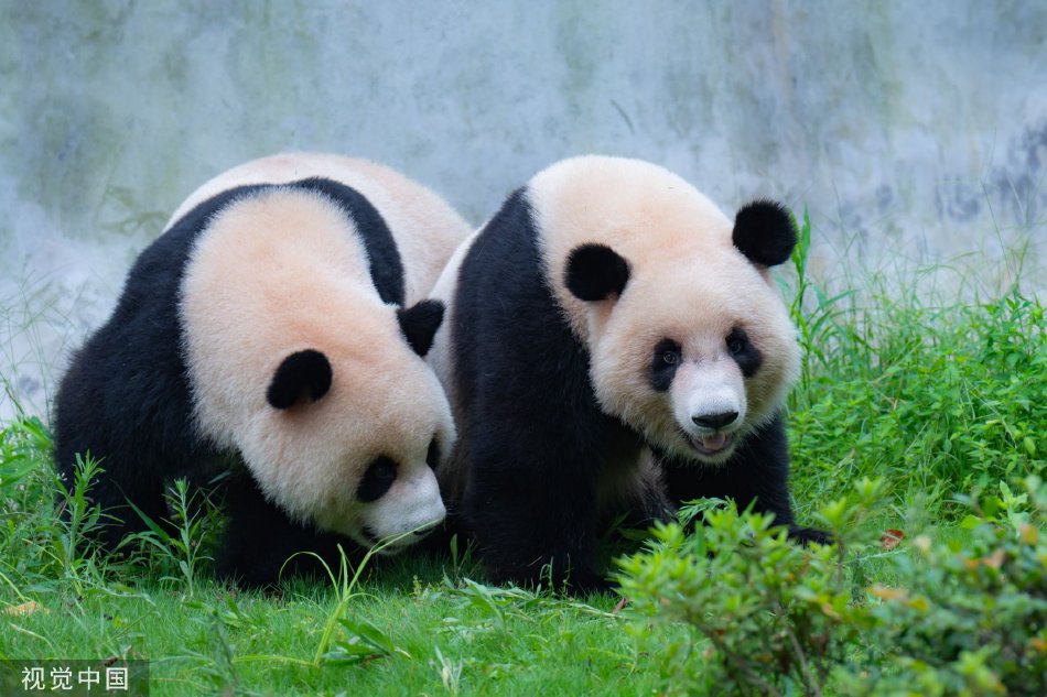 成人 直播 中文