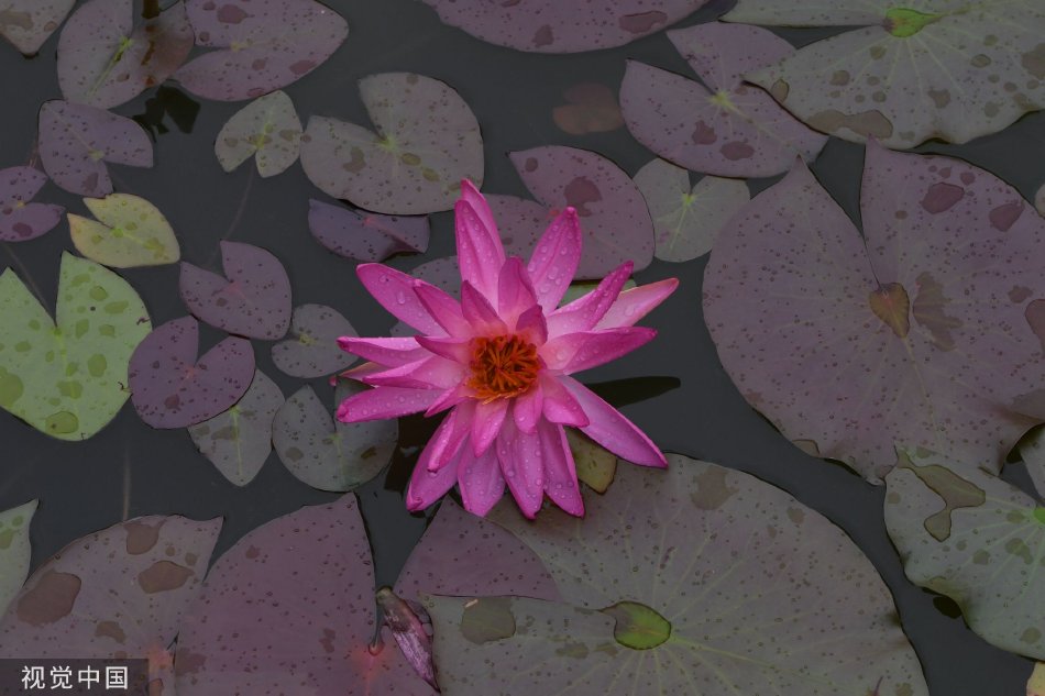 龚玥菲特黄三级