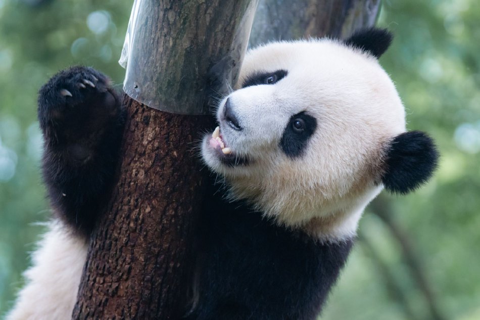 两个黑人轮奸视频