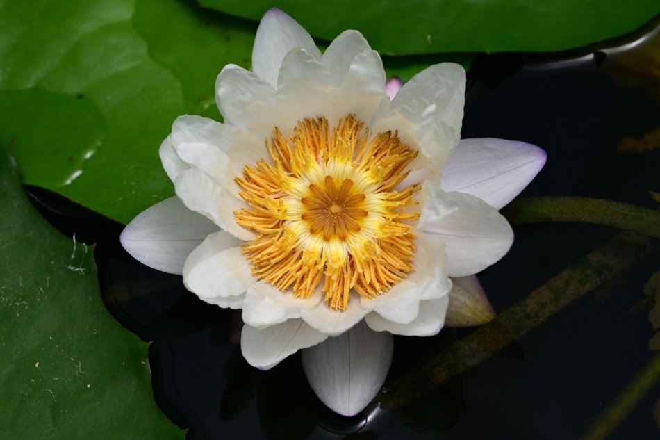 极品一线天粉嫩虎白馒头
