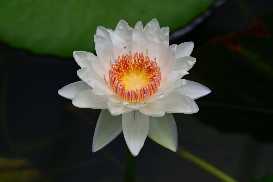 女生高潮