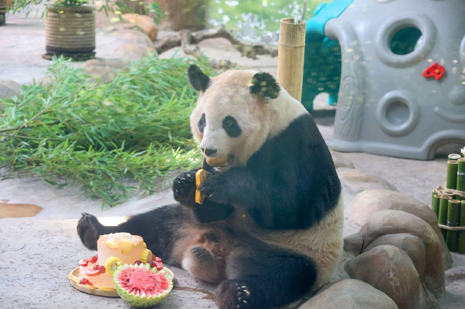 鲁大师在线观看免费下载电视剧