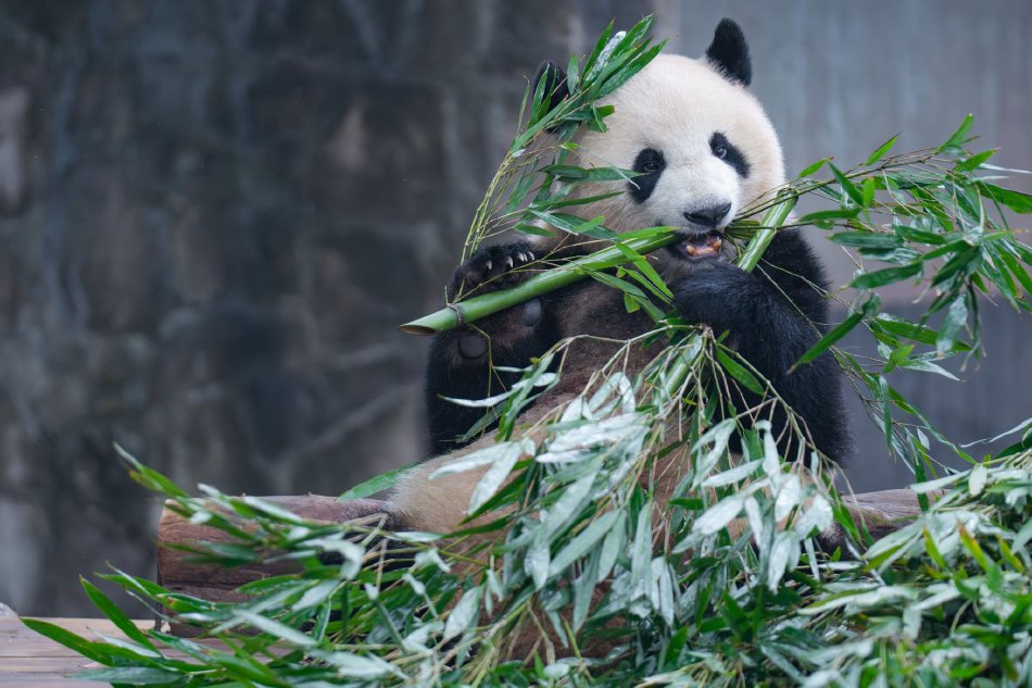 全黄网站动漫