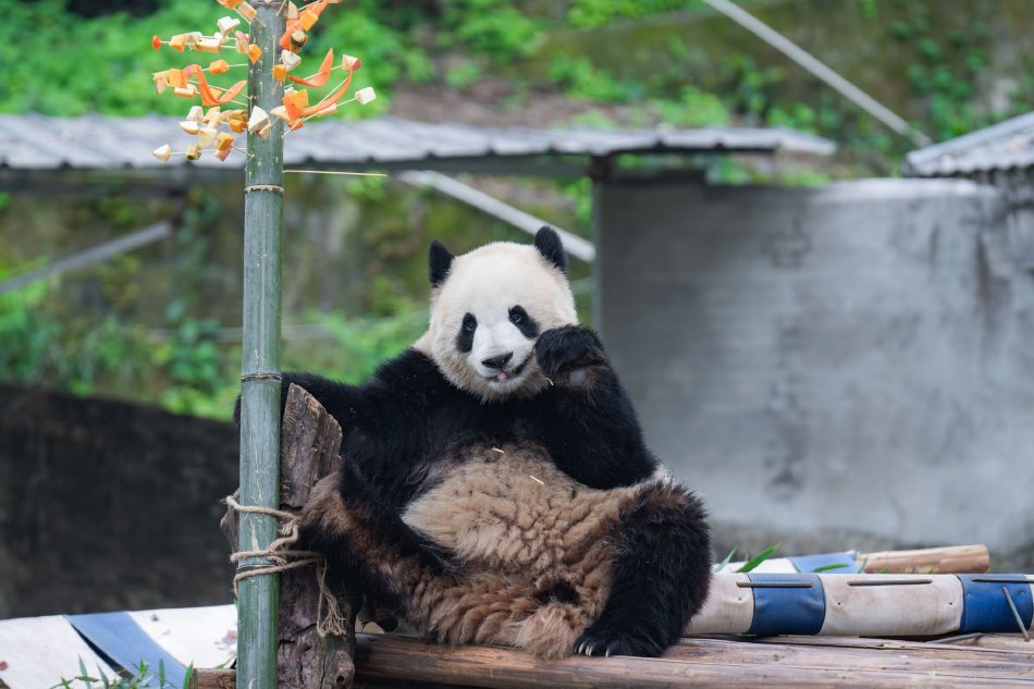 成人 色情 Av
