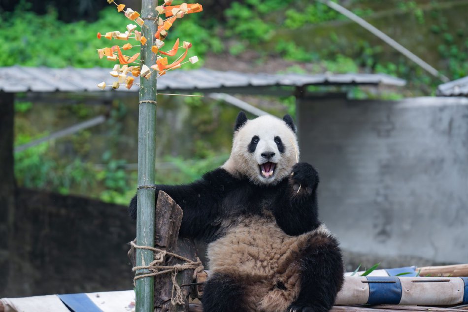高清 色情 网站