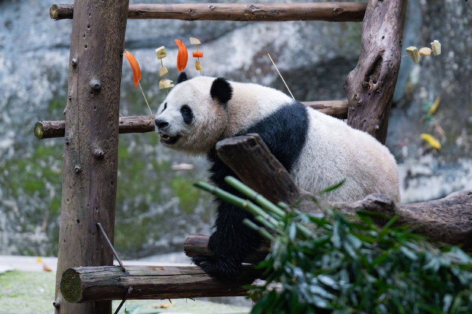油亮丝袜