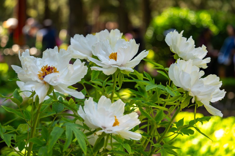 首爾大學校花