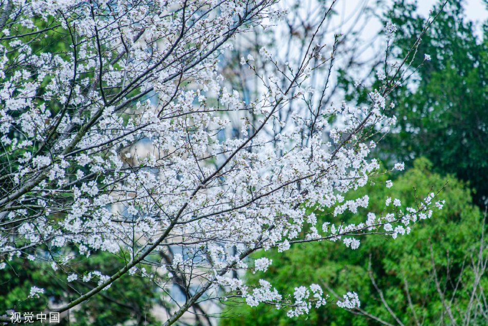 露出小奶头   动漫
