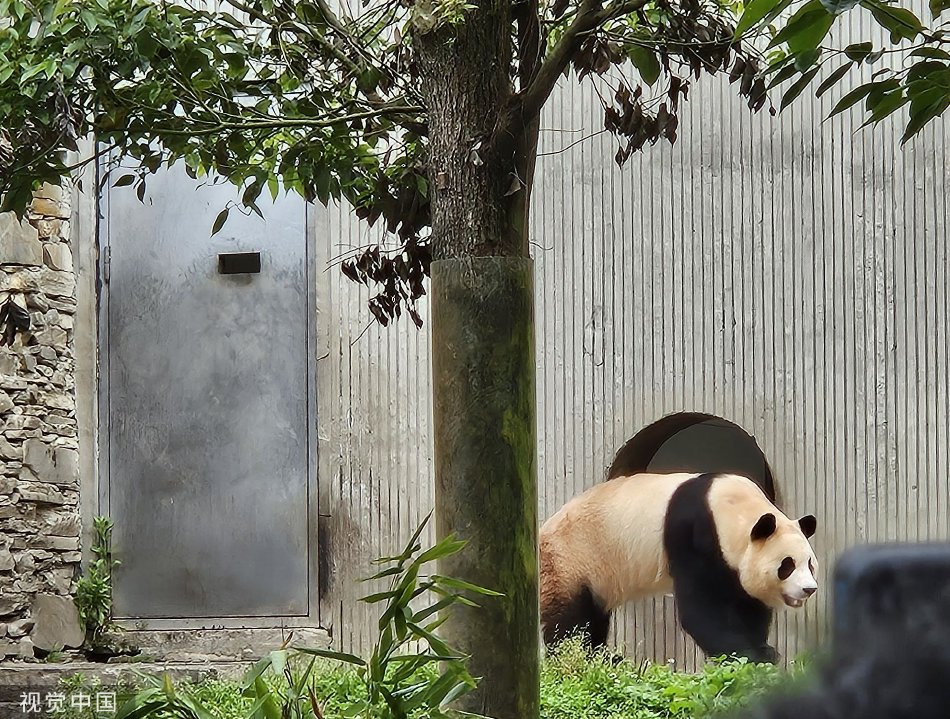 熊猫县级运营中心,熊猫运营团队