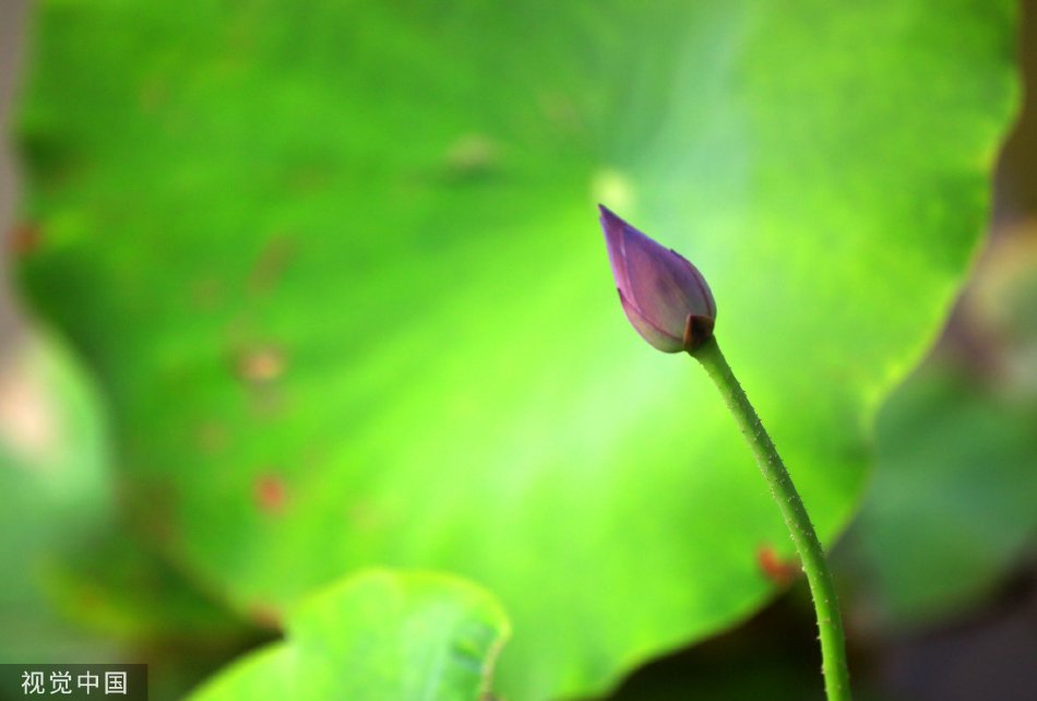 三级欧美带毛